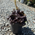 Black Scallop Carpet Bugle