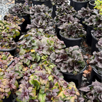 Black Scallop Carpet Bugle