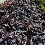 Black Scallop Carpet Bugle