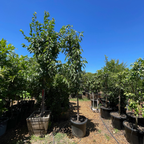 Black Tartarian Cherry