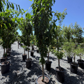 Black Tartarian Cherry