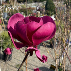 Close-up of a vibrant pink flower with a blurred garden background