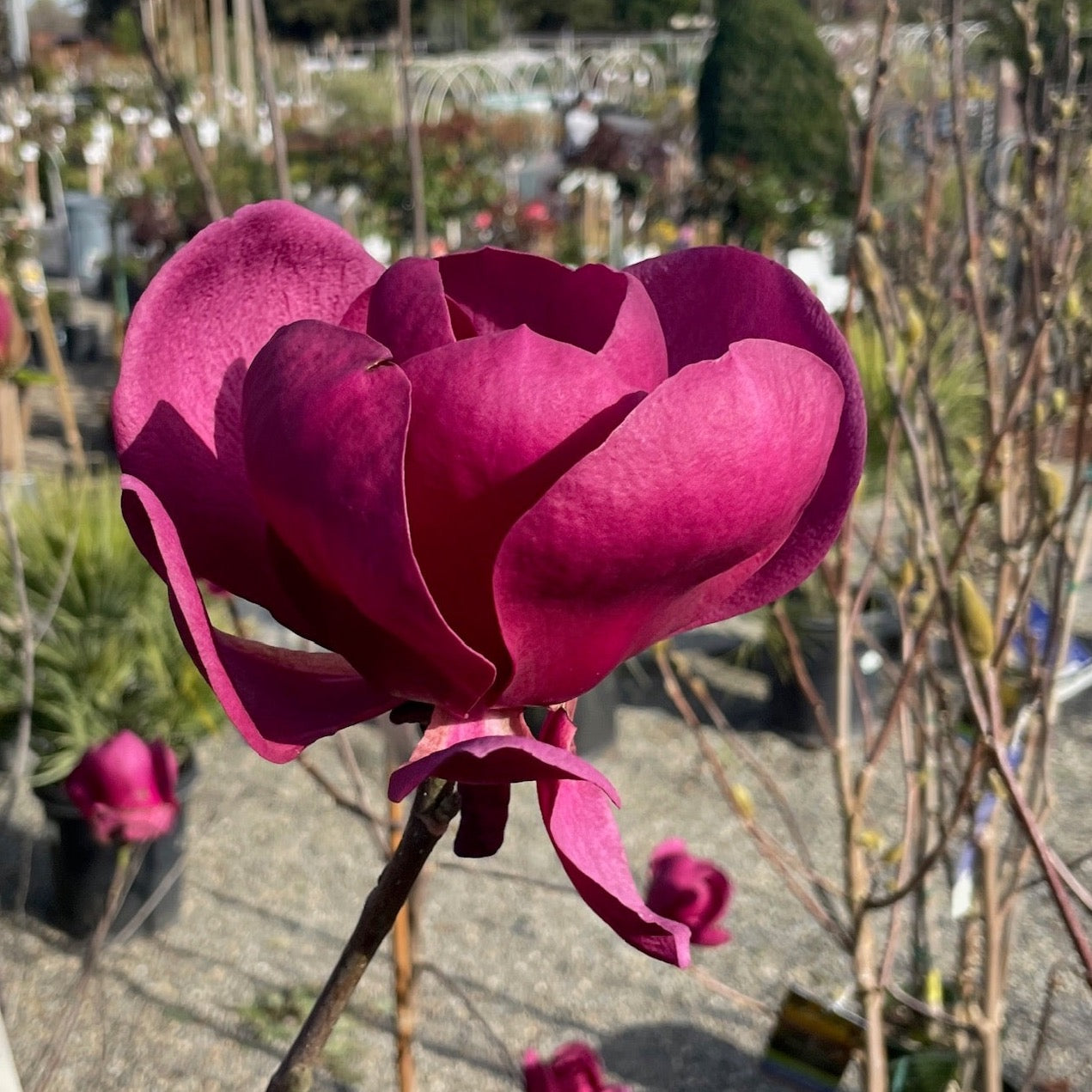 Close-up of a vibrant pink flower with a blurred garden background