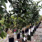 Row of potted Black Tulip  Saucer Magnolia trees in a nursery setting