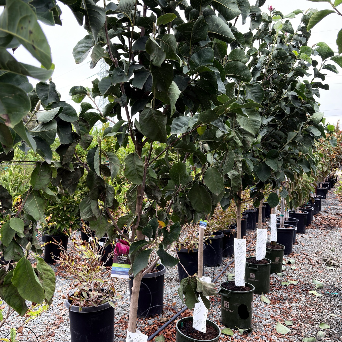 Row of potted Black Tulip  Saucer Magnolia trees in a nursery setting