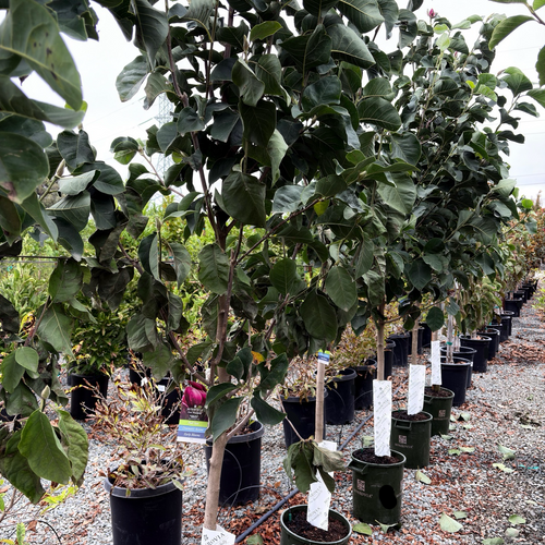 Row of potted Black Tulip  Saucer Magnolia trees in a nursery setting