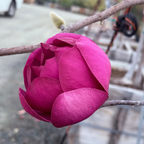 Close-up of Black Tulip  Saucer Magnolia pink flower bud on a branch with a blurred background