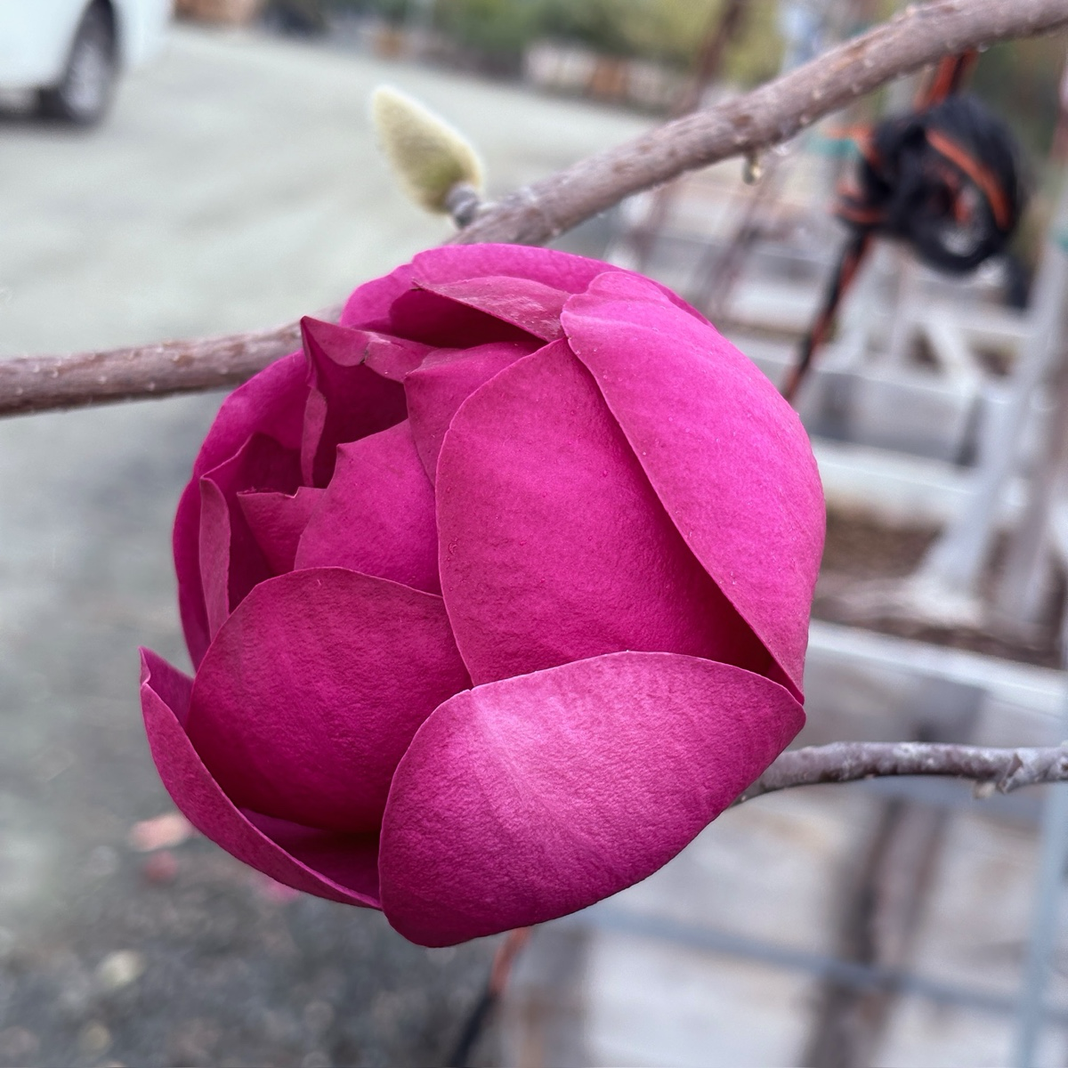 Close-up of Black Tulip  Saucer Magnolia pink flower bud on a branch with a blurred background