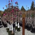 Row of potted Black Tulip  Saucer Magnolia trees with pink flowers in a nursery setting
