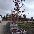 Row of Black Tulip  Saucer Magnolia trees with pink buds in wooden crates at a nursery.