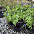 Black and Blue Brazilian Sage