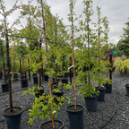 Blackgum