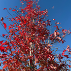 Blackgum