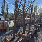 Blenheim Apricot