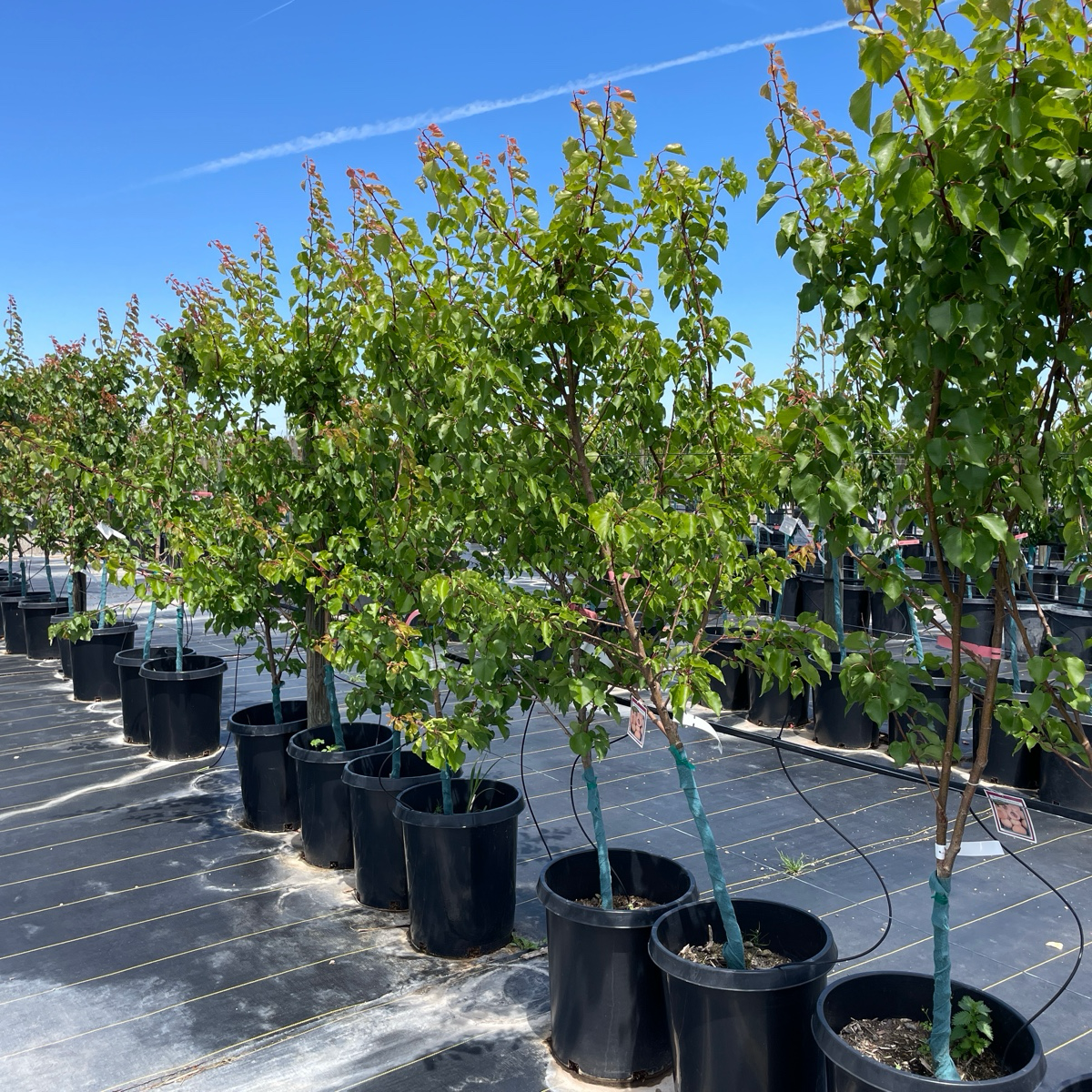 Blenheim Apricot