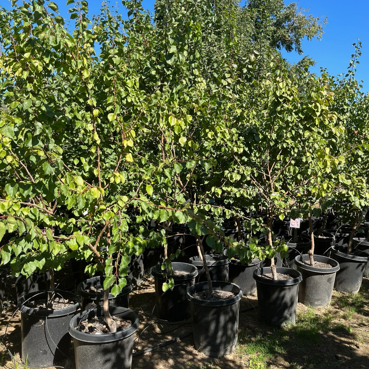 Blenheim Apricot