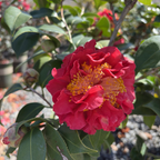 Blood of China Camellia