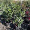 Blood of China Camellia