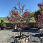 Bloodgood Japanese Maple
