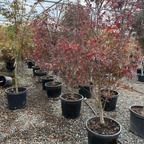 Bloodgood Japanese Maple
