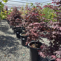 Row of potted Bloodgood Japanese Maple plants with red and purple foliage in a greenhouse setting.