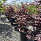Row of potted Bloodgood Japanese Maple plants with red and purple foliage in a greenhouse setting.