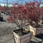 Bloodgood Japanese Maple