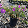 Bloody Cranesbill