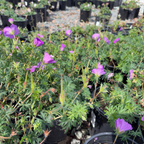 Bloody Cranesbill