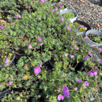 Bloody Cranesbill