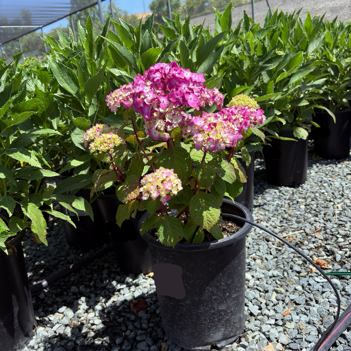 BloomStruck ES® Hydrangea