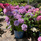 BloomStruck ES Hydrangea
