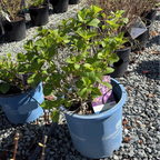 BloomStruck ES Hydrangea