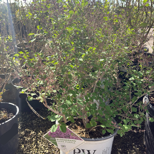 Bloomerang Dark Purple Lilac