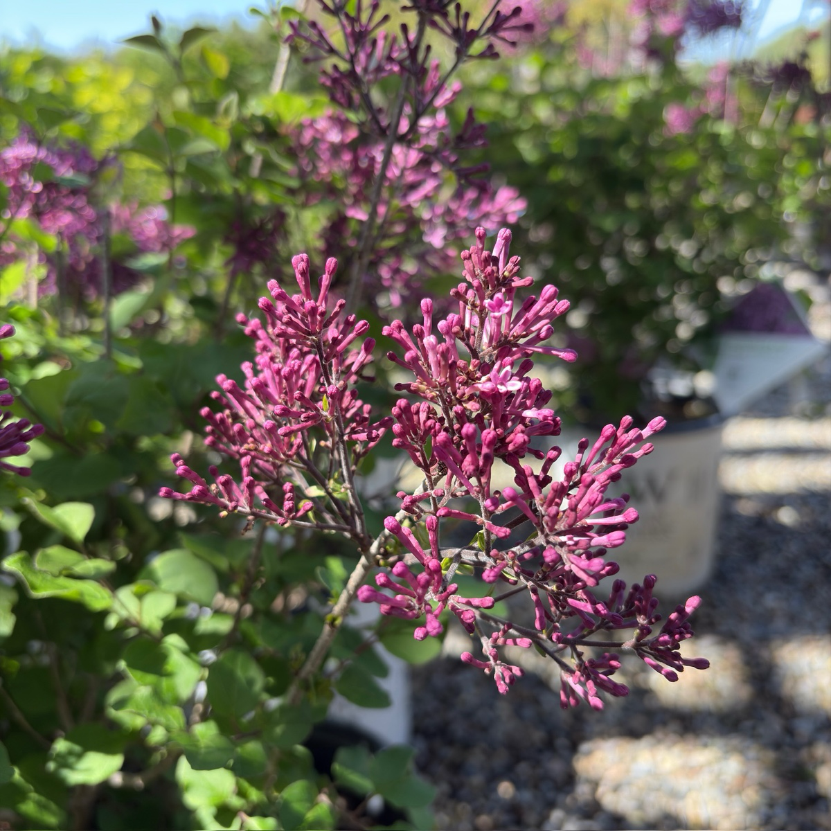 Bloomerang Dark Purple Lilac