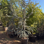 Blue Atlas Cedar