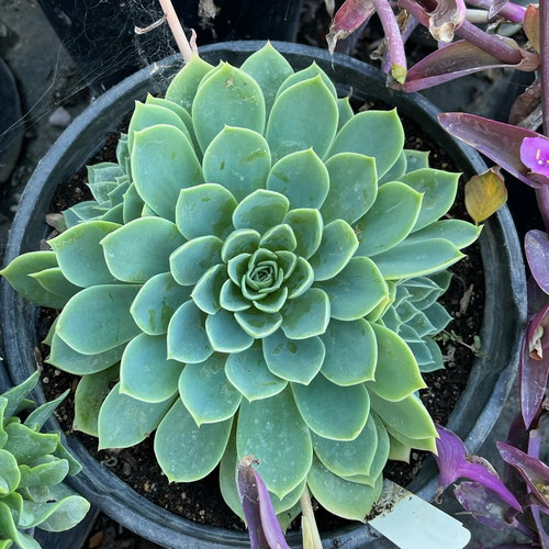 Blue Atoll Hen and Chicks