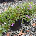 Blue Brilliance Fan Flower