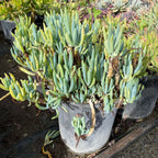 Blue Chalk Sticks