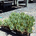 Blue Chalk Sticks