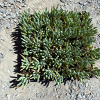 Blue Chalk Sticks