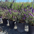 Blue Chip Dwarf Butterfly Bush