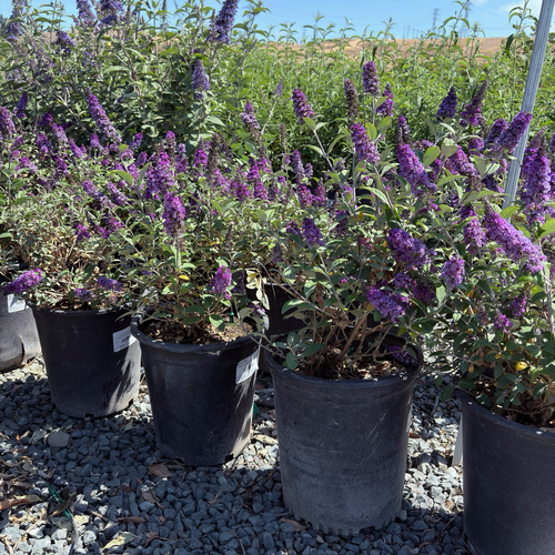 Blue Chip Dwarf Butterfly Bush