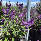 Blue Chip Dwarf Butterfly Bush