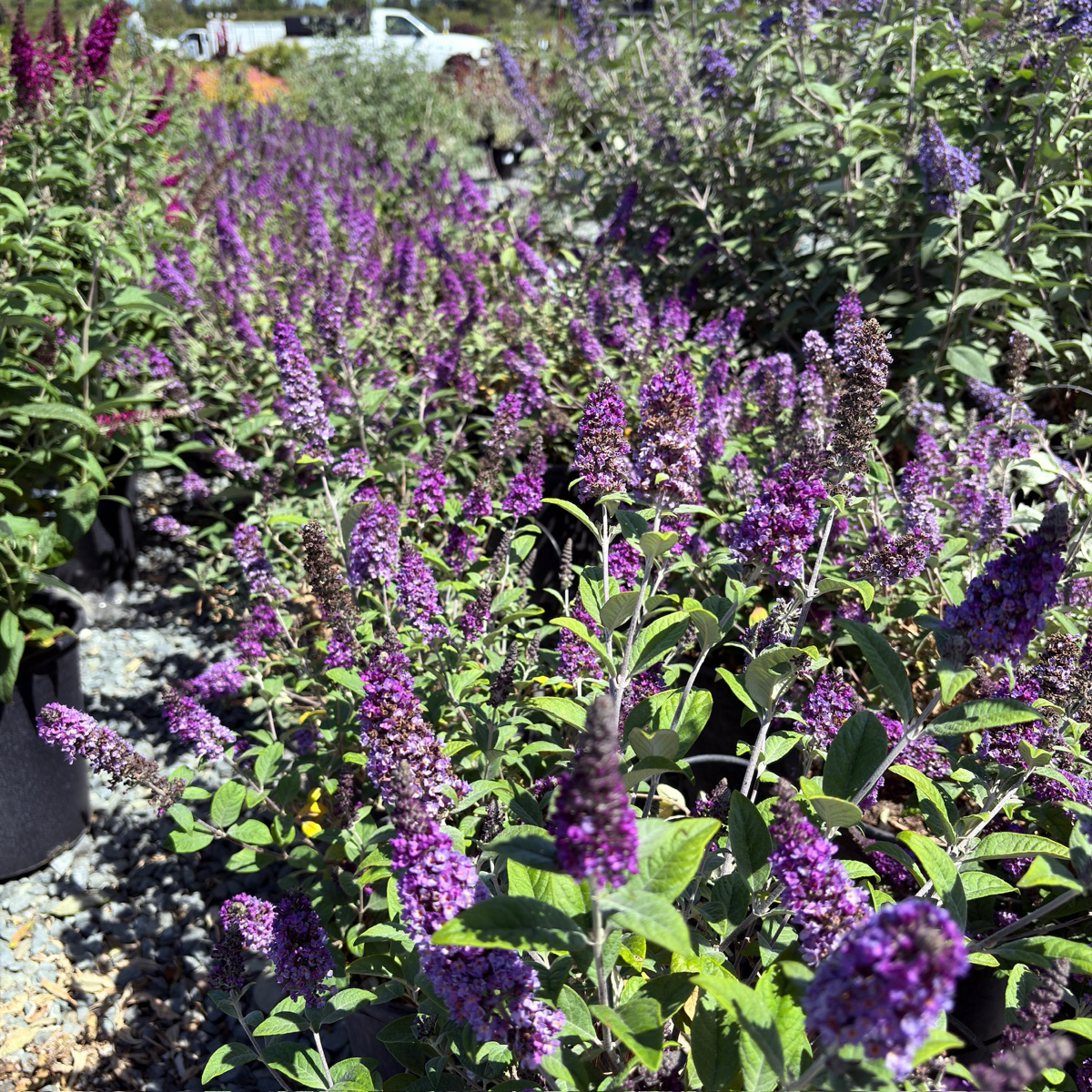 Blue Chip Dwarf Butterfly Bush