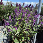 Blue Chip Dwarf Butterfly Bush