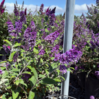 Blue Chip Dwarf Butterfly Bush