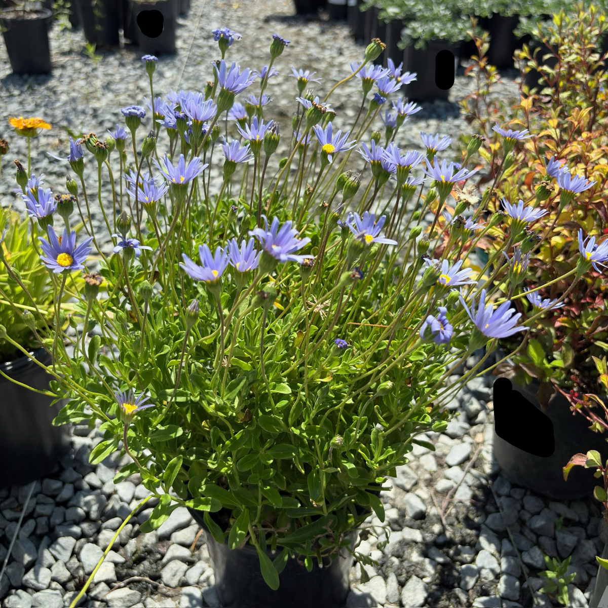 Blue Daisy