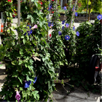 Blue Dawn Morning Glory Vine