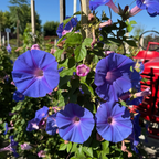 Blue Dawn Morning Glory Vine